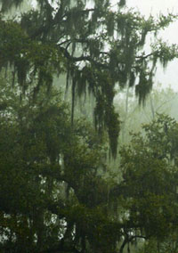 spanish moss tree