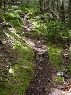 moss path