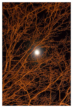 moon through bare limbs