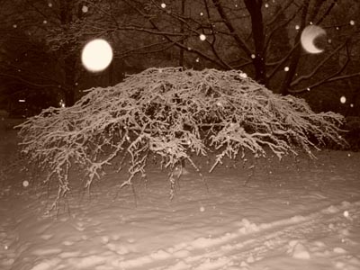 snow on weeping tree