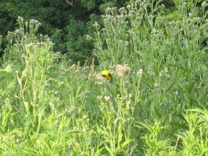 Gold Finch in tall grass
